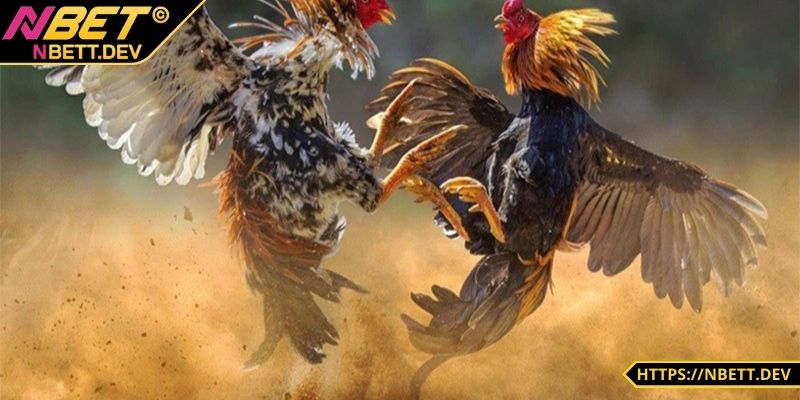 Đá gà NBET được hiểu như thế nào? 